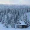 a cabin in the middle of a snowy forest