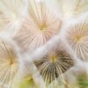 white dandelion flowers