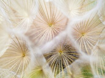 white dandelion flowers