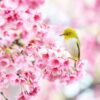 a bird sitting on a branch of a tree with pink flowers