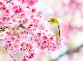 a bird sitting on a branch of a tree with pink flowers