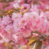 cherry blossoms, pink flowers, sakura