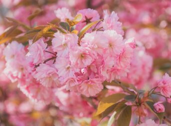 cherry blossoms, pink flowers, sakura