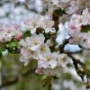 flower, apple blossoms, branch