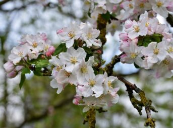 flower, apple blossoms, branch