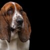 basset hound, dog, hunting dog