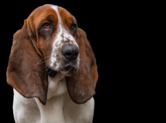 basset hound, dog, hunting dog