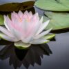 rule of thirds photography of pink and white lotus flower floating on body of water