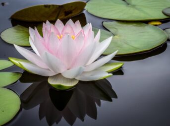 rule of thirds photography of pink and white lotus flower floating on body of water