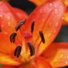 lily, beautiful flowers, blossom