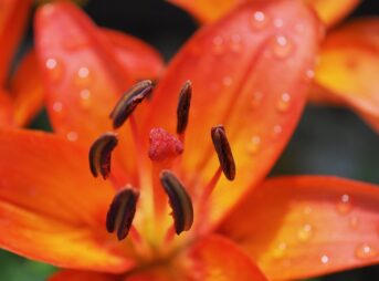 lily, beautiful flowers, blossom