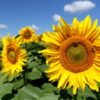 closeup photo of yellow sunflower field under blue sky