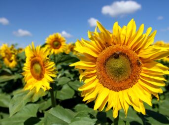 closeup photo of yellow sunflower field under blue sky