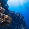 a person swimming in the ocean near a coral reef