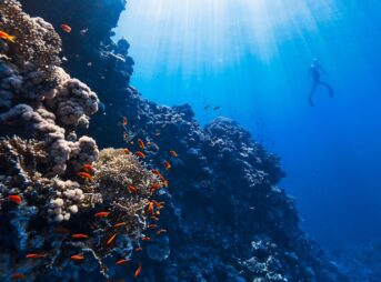 a person swimming in the ocean near a coral reef