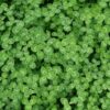 green leaf flowers