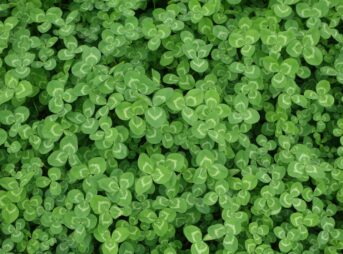 green leaf flowers