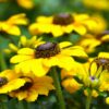 rudbeckia, flowers, plants