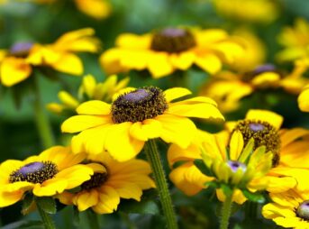 rudbeckia, flowers, plants