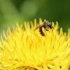 large-headed knapweed, furrow bee, insect