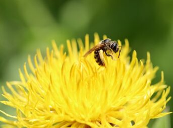 large-headed knapweed, furrow bee, insect