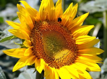 flower, sunflower, blossom