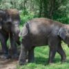 asian elephant, elephants, asiatic elephant