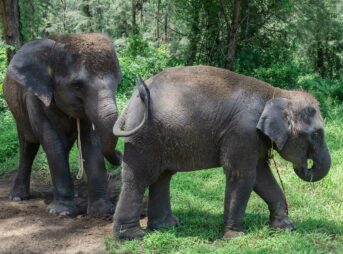 asian elephant, elephants, asiatic elephant