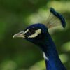 bird, peacock, blue peacock