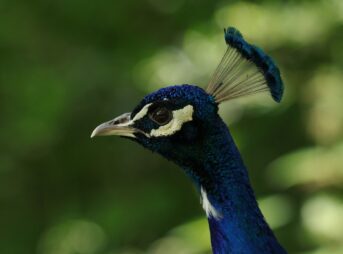 bird, peacock, blue peacock