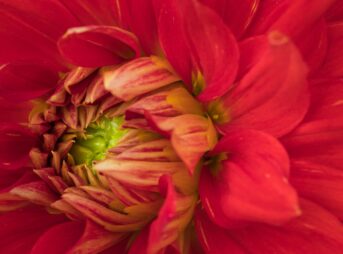 dahlia, blume, blüte