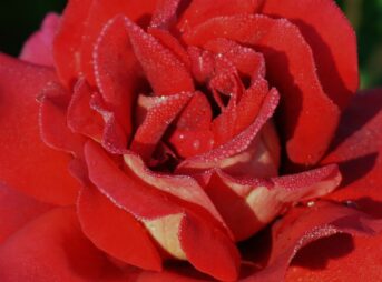 rose, red rose, red flower