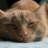 orange tabby cat sleeping on white textile