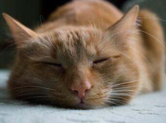 orange tabby cat sleeping on white textile