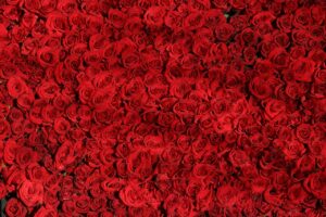 red, roses, beautiful flowers