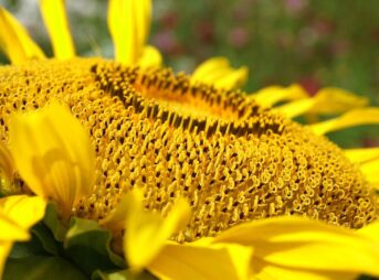 sunflower, flower, 4k wallpaper 1920x1080