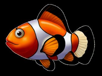clownfish, anemonefish, nemo