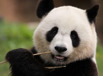 panda, bamboo, mammal