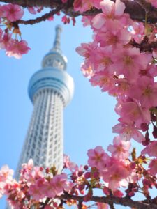 a tree with pink flowers in front of a tall building