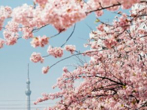 a view of the sky tower through the cherry blossom trees