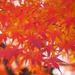 a close up of a tree with red leaves