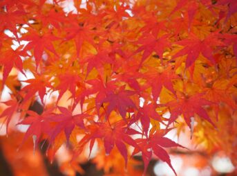 a close up of a tree with red leaves