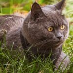 cat, gray fur, british shorthair, yellow eyes, grass, outdoors, profile, collar, pet, watching, animal, garden, natural environment, curiosity, mammal, comfort, beauty, outdoor activities, relaxed, cat eyes, nature