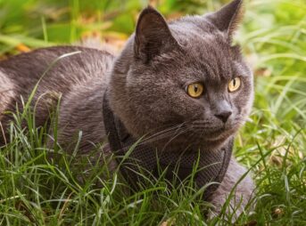 cat, gray fur, british shorthair, yellow eyes, grass, outdoors, profile, collar, pet, watching, animal, garden, natural environment, curiosity, mammal, comfort, beauty, outdoor activities, relaxed, cat eyes, nature